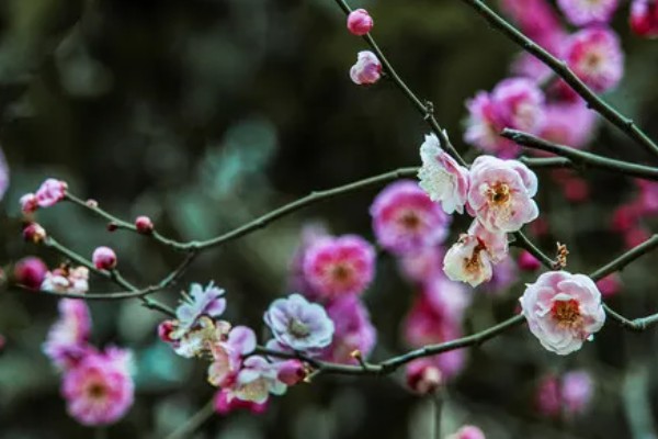 家里养梅花有什么好处，主要是可以用来观赏