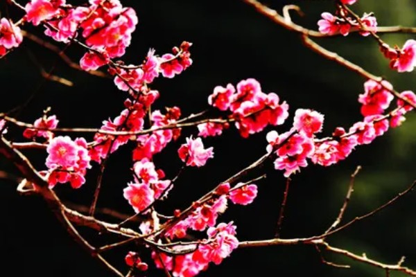 家里养梅花有什么好处，主要是可以用来观赏