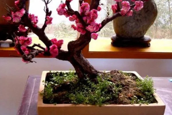 家里养梅花有什么好处，主要是可以用来观赏