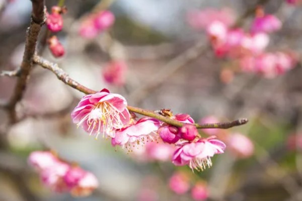 家里养梅花有什么好处，主要是可以用来观赏
