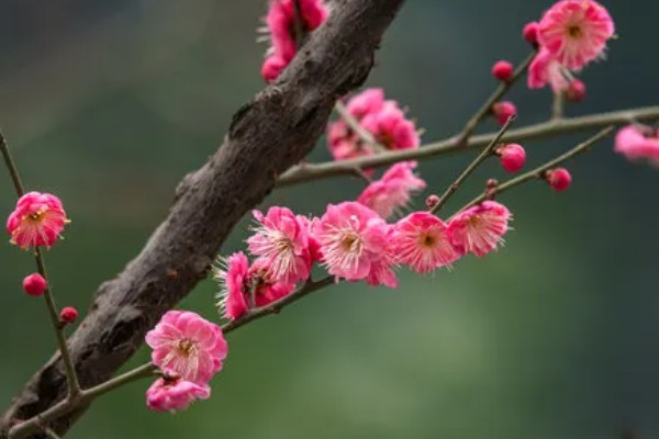 家里养梅花有什么好处，主要是可以用来观赏