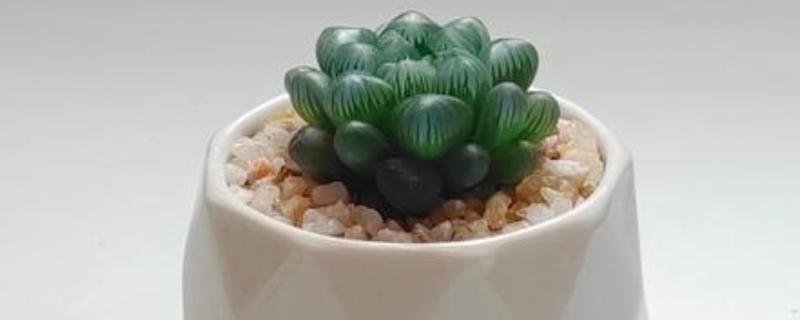 玉露的养殖方法，生长盛期每个月追肥1-2次