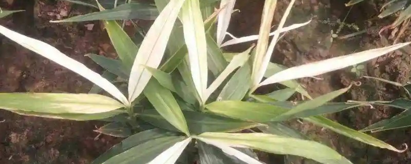 生姜白叶病的防治方法，通过合理施肥来防治