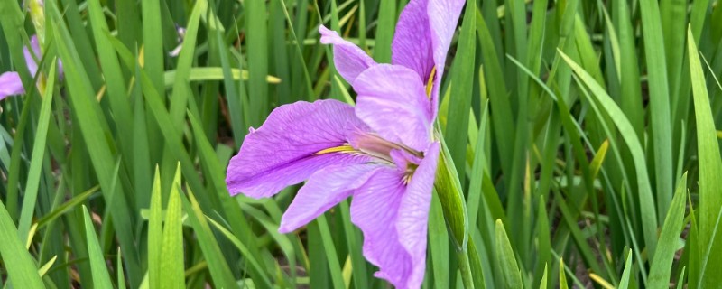 鸢尾花的开放次数，通常是一年开放一次