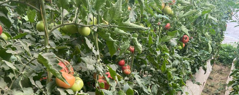 夏季西红柿追肥的原则，主要有以下4个方面