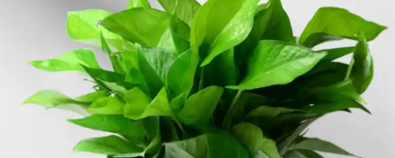 绿萝叶尖有水珠的原因，是因为浇水过多或环境湿度过大