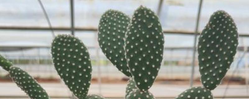 仙人掌有哪些作用，可供观赏也可以作饲料