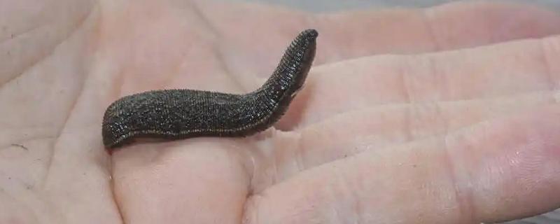 水蛭的价格，清水货价格大约600-650元一斤