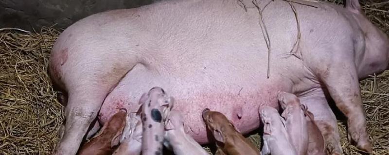 母猪产仔后奶水少怎么处理，可喂服鲫鱼汤