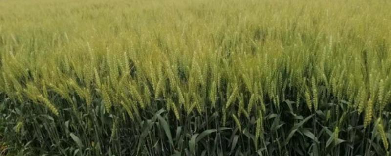 镇麦15小麦品种的特征特性，全生育期大概为200天