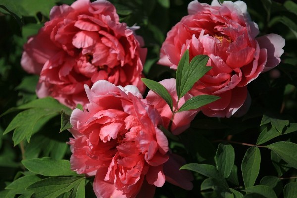 牡丹花的象征，代表富贵祥和、高贵优雅等含义