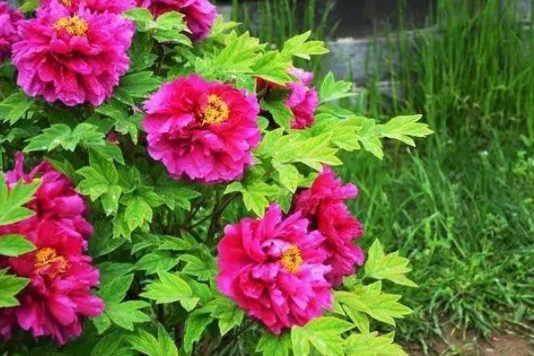 牡丹花的象征，代表富贵祥和、高贵优雅等含义