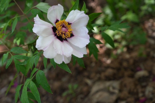 牡丹花的象征，代表富贵祥和、高贵优雅等含义