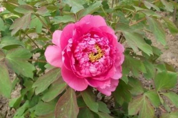 牡丹花的象征，代表富贵祥和、高贵优雅等含义