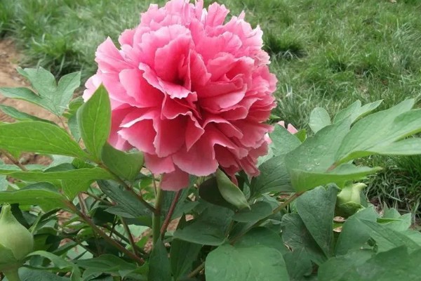 牡丹花的象征，代表富贵祥和、高贵优雅等含义