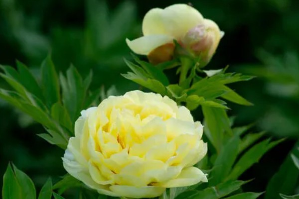 牡丹花的象征，代表富贵祥和、高贵优雅等含义