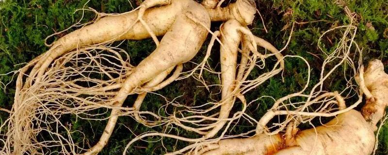 人参的种类，常见的有生晒参、野山参等