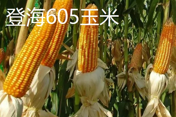 山东夏播玉米高产品种，有登海605玉米、登海618玉米等