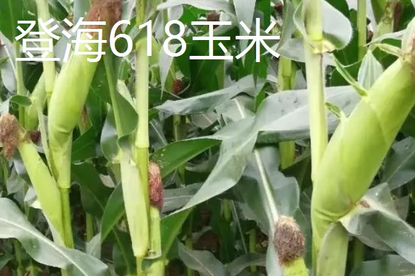 山东夏播玉米高产品种，有登海605玉米、登海618玉米等