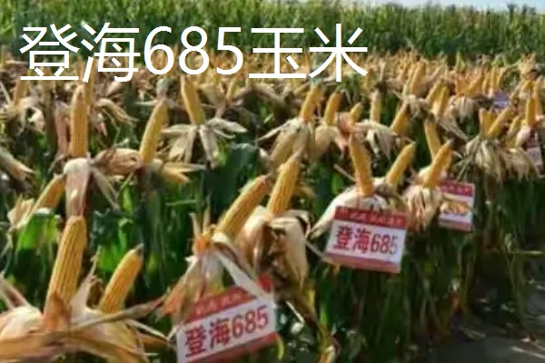 山东夏播玉米高产品种，有登海605玉米、登海618玉米等
