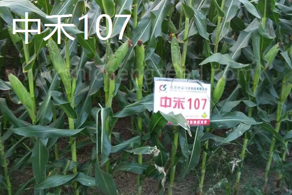 山东夏播玉米高产品种，有登海605玉米、登海618玉米等