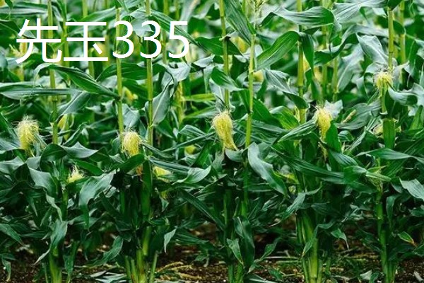 山东夏播玉米高产品种，有登海605玉米、登海618玉米等