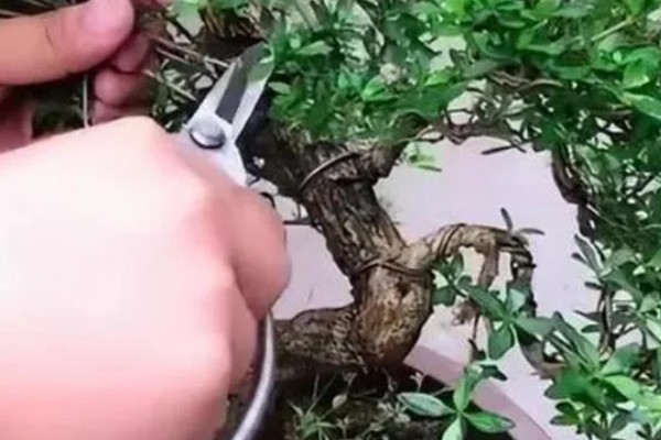 六月雪怎么修剪,剪除发育不良的枝条和徒长枝