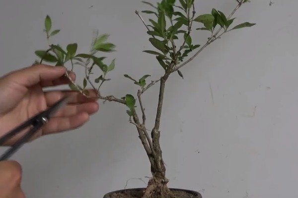 六月雪怎么修剪,剪除发育不良的枝条和徒长枝