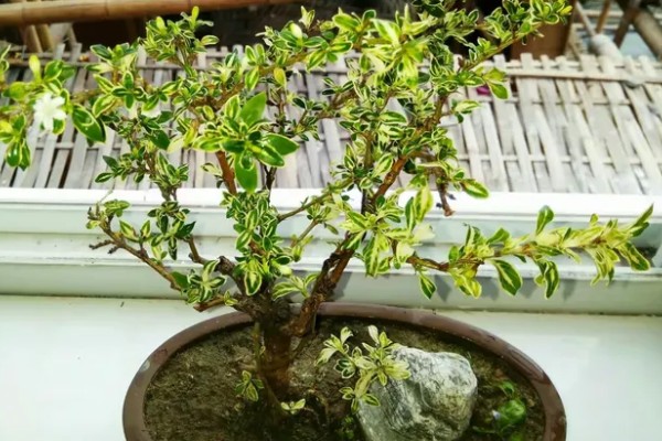 六月雪怎么修剪,剪除发育不良的枝条和徒长枝