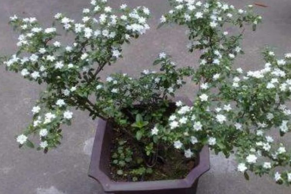 六月雪怎么修剪,剪除发育不良的枝条和徒长枝