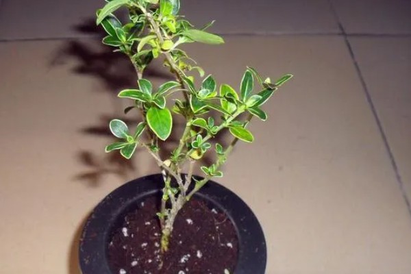 六月雪怎么修剪,剪除发育不良的枝条和徒长枝