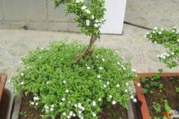 六月雪怎么修剪,剪除发育不良的枝条和徒长枝