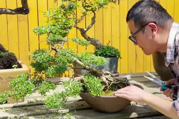 六月雪怎么修剪,剪除发育不良的枝条和徒长枝