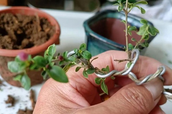 六月雪怎么修剪,剪除发育不良的枝条和徒长枝