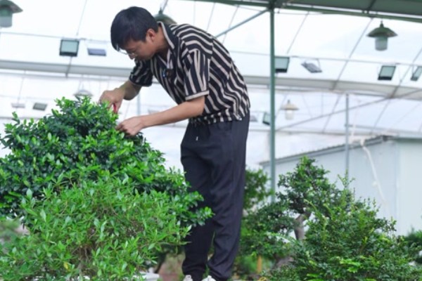 六月雪怎么修剪,剪除发育不良的枝条和徒长枝