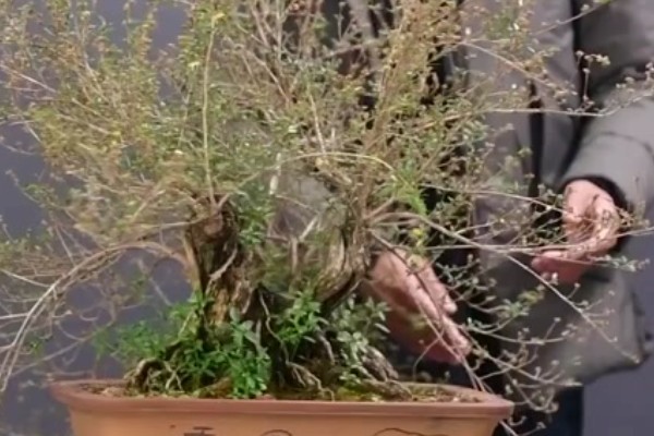 六月雪怎么修剪,剪除发育不良的枝条和徒长枝