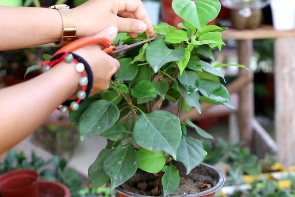 让三角梅开花爆满的养殖方式，首先需对其进行修剪