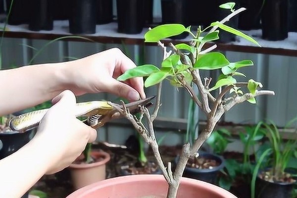 让三角梅开花爆满的养殖方式，首先需对其进行修剪