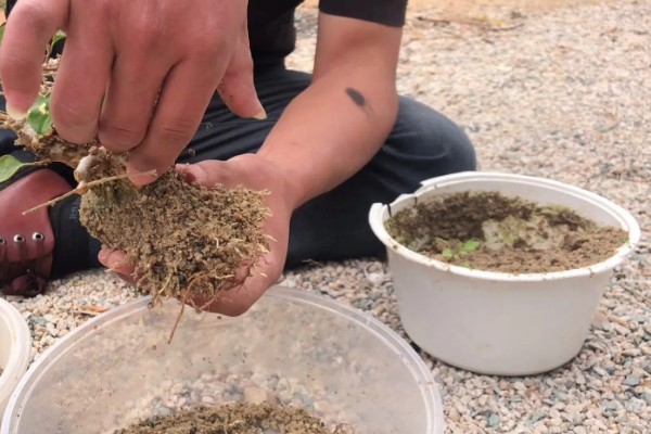 让三角梅开花爆满的养殖方式，首先需对其进行修剪