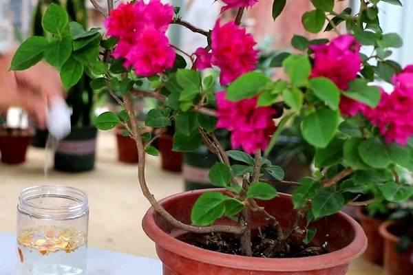 让三角梅开花爆满的养殖方式，首先需对其进行修剪