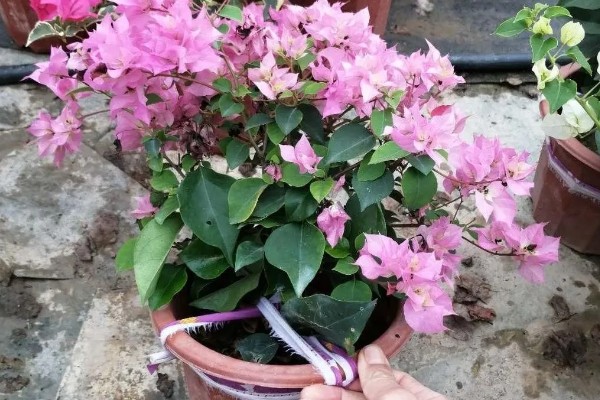 让三角梅开花爆满的养殖方式，首先需对其进行修剪