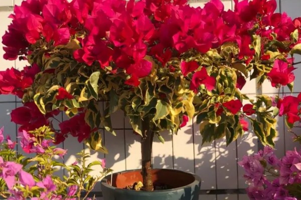 让三角梅开花爆满的养殖方式，首先需对其进行修剪