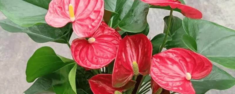 红掌的养殖方法，适宜生长在湿润的环境中