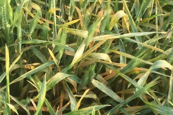 小麦全蚀病怎么防治，与棉花、烟草等作物进行轮作可降低发病率