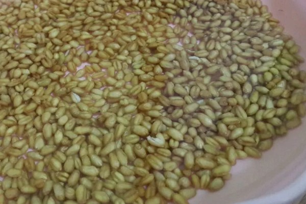 小麦全蚀病怎么防治，与棉花、烟草等作物进行轮作可降低发病率