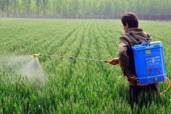 小麦全蚀病怎么防治，与棉花、烟草等作物进行轮作可降低发病率