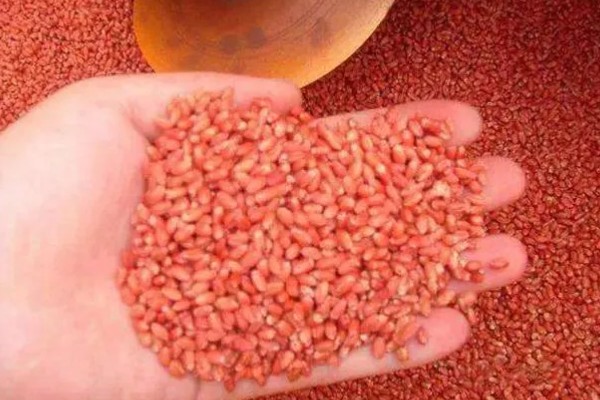 小麦全蚀病怎么防治，与棉花、烟草等作物进行轮作可降低发病率