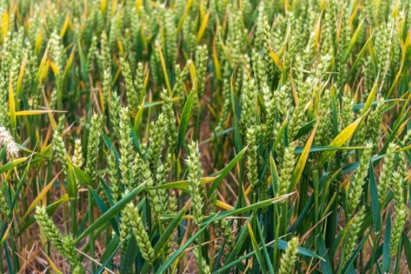 小麦全蚀病怎么防治，与棉花、烟草等作物进行轮作可降低发病率