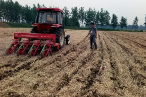 小麦全蚀病怎么防治，与棉花、烟草等作物进行轮作可降低发病率
