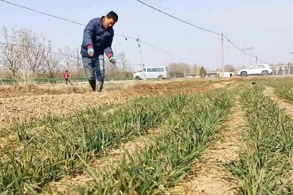 小麦全蚀病怎么防治，与棉花、烟草等作物进行轮作可降低发病率